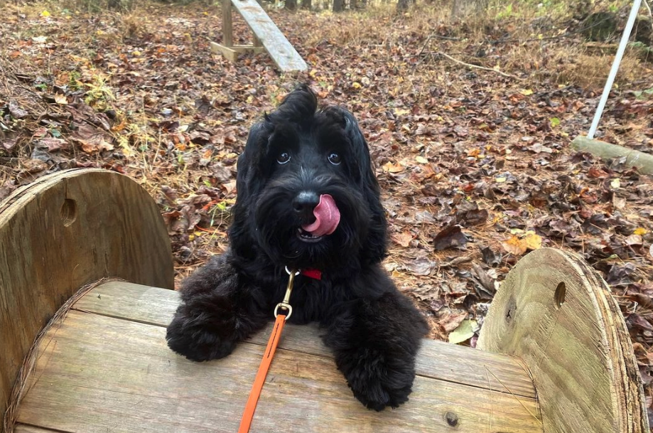 Wilde Acres Doggie daycare? Yay or nay?